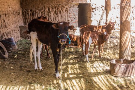 Foto de Cows in a shelter in a rural area of Egypt - Imagen libre de derechos