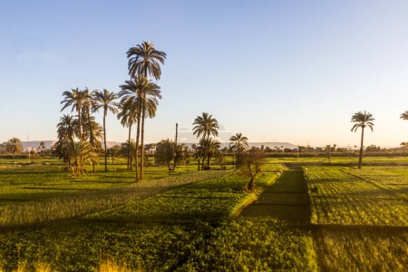 Téléchargez les photos : Champs luxuriants le long du Nil en Egypte - en image libre de droit