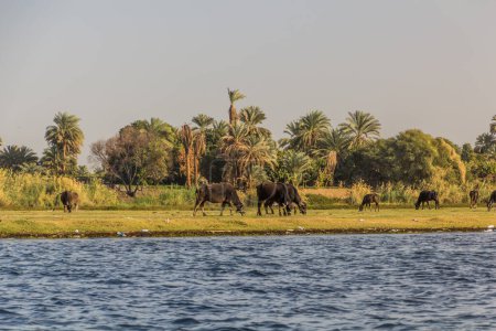 Téléchargez les photos : Cows at the banks of the river Nile, Egypt - en image libre de droit