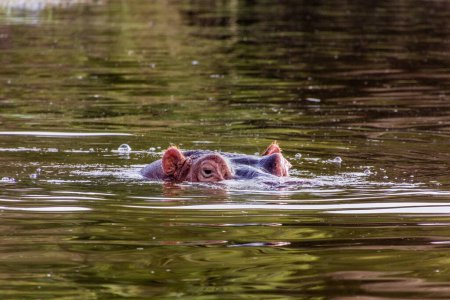 Photo for Hippopotamus (Hippopotamus amphibius) in Awassa lake, Ethiopia - Royalty Free Image