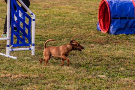 Foto de Perro corriendo durante la competencia de agilidad - Imagen libre de derechos