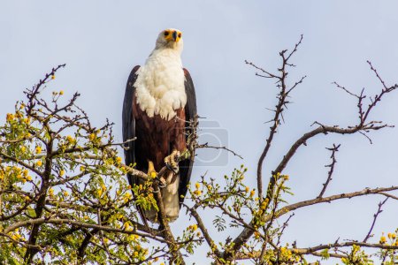 Téléchargez les photos : Aigle commun (Haliaeetus vocifer) sur un arbre au-dessus du lac Awassa, en Éthiopie - en image libre de droit