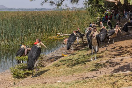 Téléchargez les photos : HAWASSA, ÉTHIOPIE - 26 JANVIER 2020 : cigognes de Marabou (Leptoptilos crumenifer) près du lac Awassa à Hawassa, Éthiopie - en image libre de droit
