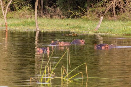 Photo for Hippopotamus (Hippopotamus amphibius) in Awassa lake, Ethiopia - Royalty Free Image