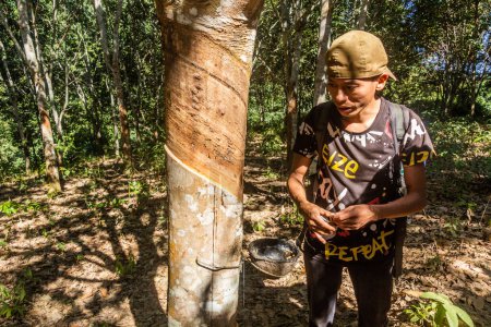 Téléchargez les photos : LUANG NAMTHA, LAOS - 15 NOVEMBRE 2019 : Guide local dans la plantation d'arbres à caoutchouc près de la ville de Luang Namtha, Laos - en image libre de droit