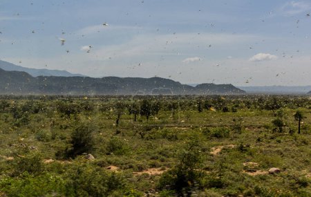 Téléchargez les photos : Énorme essaim de sauterelles dans la vallée d'Omo, en Éthiopie - en image libre de droit