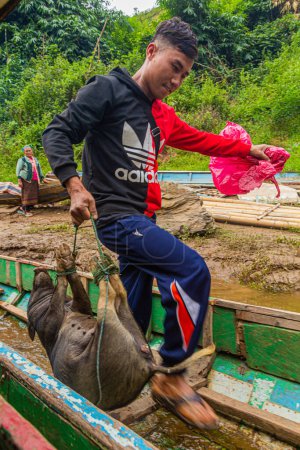 Téléchargez les photos : NAM OU, LAOS - 23 NOVEMBRE 2019 : Un garçon avec un petit cochon monte à bord d'un bateau sur la rivière Nam Ou dans la province de Phongsali, Laos - en image libre de droit