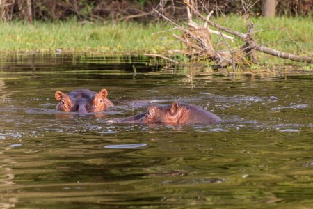 Téléchargez les photos : Hippopotame (Hippopotame amphibie) nageant dans le lac Awassa, en Éthiopie - en image libre de droit
