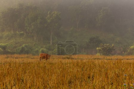 Photo for Cow in a field near Namkhon village near Luang Namtha town, Laos - Royalty Free Image