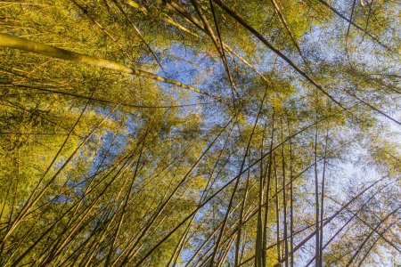 Foto de Bosque de bambú cerca de la ciudad de Luang Namtha, Laos - Imagen libre de derechos