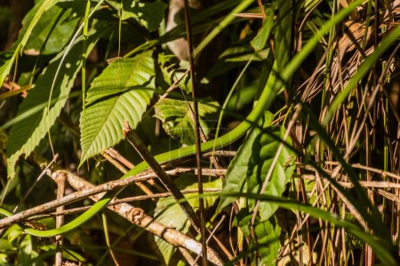 Téléchargez les photos : Serpent fouet asiatique (Ahaetulla) dans une forêt près de Luang Namtha, Laos - en image libre de droit