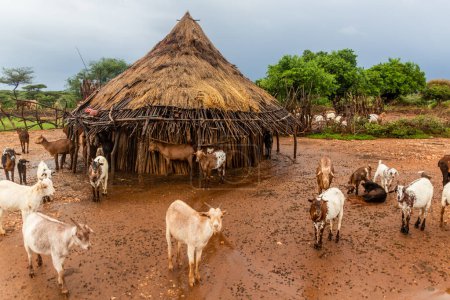 Téléchargez les photos : Hutsin un village de la tribu Hamer près de Turmi, Ethiopie - en image libre de droit