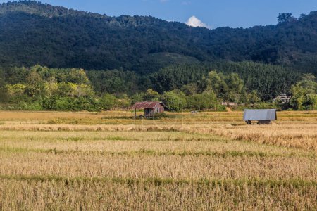 Téléchargez les photos : Champs de riz près de Luang Namtha, Laos - en image libre de droit