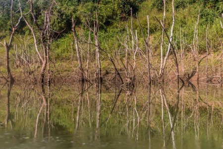 Téléchargez les photos : Arbres morts en raison des niveaux croissants de la rivière Nam Ou pendant le remplissage du barrage Nam Ou 5, Laos - en image libre de droit
