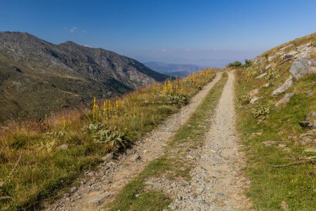 Photo for Path in Pelister national park, North Macedonia - Royalty Free Image