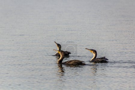 Téléchargez les photos : Grand Cormoran (Phalacrocorax carbo) dans le lac Awassa, Éthiopie - en image libre de droit