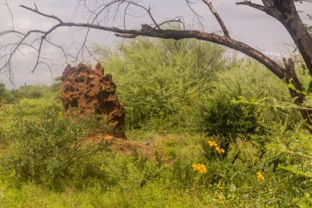 Téléchargez les photos : Termite dans la vallée d'Omo, Éthiopie - en image libre de droit