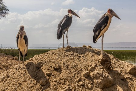 Téléchargez les photos : Cigognes de Marabou (Leptoptilos crumenifer) près du lac Awassa, Éthiopie - en image libre de droit
