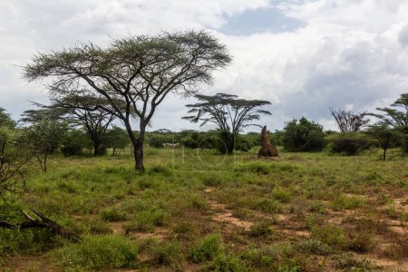 Téléchargez les photos : Paysage avec termite dans la vallée d'Omo, Éthiopie - en image libre de droit