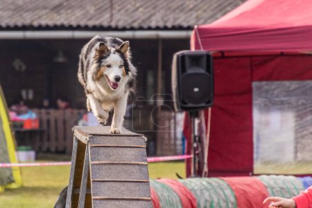 Photo for Dog running over dog walk obstacle during agility competition - Royalty Free Image