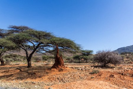Téléchargez les photos : Paysage avec termite dans le sud de l'Ethiopie - en image libre de droit