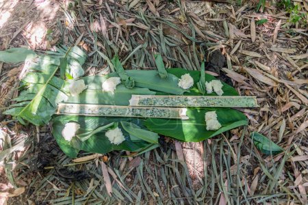 Téléchargez les photos : Des morceaux de bambou servant d'assiettes à soupe dans une forêt près de la ville de Luang Namtha, Laos - en image libre de droit