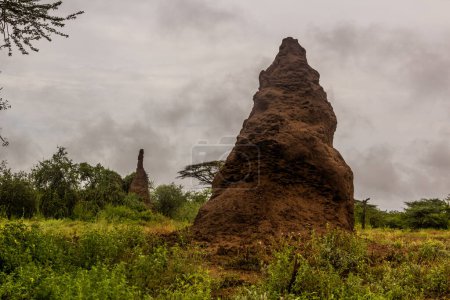 Téléchargez les photos : Termites dans la vallée d'Omo, Éthiopie - en image libre de droit