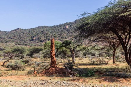 Téléchargez les photos : Paysage avec un termite dans le sud de l'Ethiopie - en image libre de droit