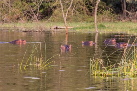 Téléchargez les photos : Hippopotame (Hippopotame amphibie) dans le lac Awassa, en Éthiopie - en image libre de droit