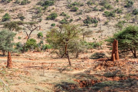 Téléchargez les photos : Paysage avec termites dans le sud de l'Ethiopie - en image libre de droit