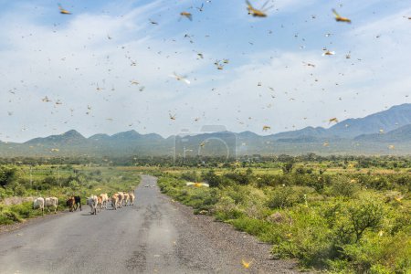 Téléchargez les photos : Énorme essaim de sauterelles dans la vallée d'Omo, en Éthiopie - en image libre de droit