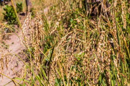 Téléchargez les photos : Détail du champ de riz des hautes terres près de la ville de Luang Namtha, Laos - en image libre de droit