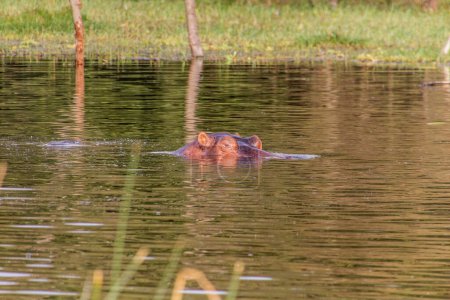 Téléchargez les photos : Hippopotame (Hippopotame amphibie) dans le lac Awassa, en Éthiopie - en image libre de droit