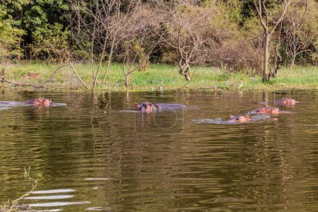 Foto de Hipopótamo (Hippopotamus amphibius) nadando en el lago Awassa, Etiopía - Imagen libre de derechos