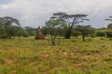 Téléchargez les photos : Paysage avec termite dans la vallée d'Omo, Éthiopie - en image libre de droit