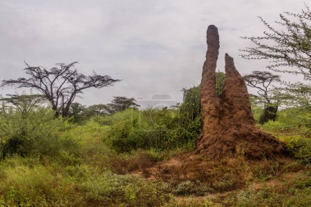Foto de Montículo de termitas en el valle de Omo, Etiopía - Imagen libre de derechos