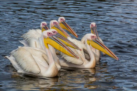 Photo for Great white pelicans (Pelecanus onocrotalus) at Awassa lake, Ethiopia - Royalty Free Image