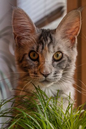 Téléchargez les photos : Vue du jeune chat Maine Coon avec une herbe - en image libre de droit