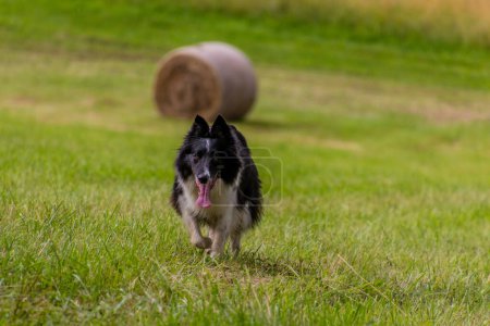 Téléchargez les photos : Collie chien de race courir sur une prairie - en image libre de droit