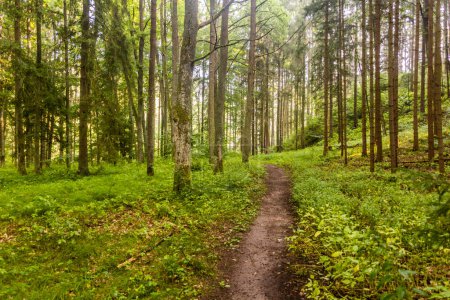 Téléchargez les photos : Sentier de randonnée dans une forêt le long de la rivière Luznice, République tchèque - en image libre de droit