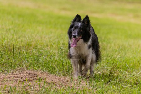Foto de Collie raza perro corriendo en un prado - Imagen libre de derechos