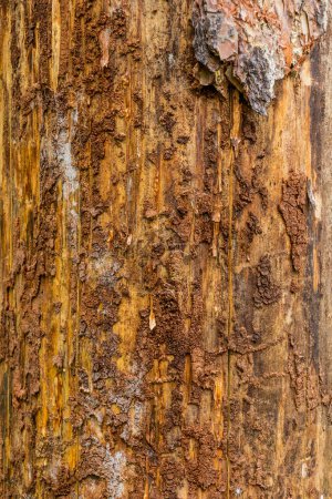 Photo for Spruce tree damaged by European spruce bark beetle, Czech Republic - Royalty Free Image