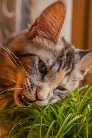Téléchargez les photos : Vue du jeune chat Maine Coon avec une herbe - en image libre de droit