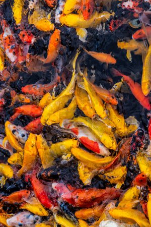 Foto de Peces coloridos en el lago del este (Dong) en Wuhan, China - Imagen libre de derechos