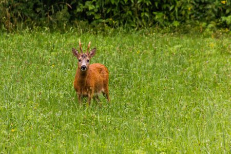 Photo for European roe deer (Capreolus capreolus) in the Czech Republic - Royalty Free Image