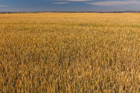 Photo for View of a field of wheat in the Czech Republic - Royalty Free Image