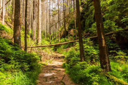 Téléchargez les photos : Sentier pédestre dans une forêt du parc national Bohème Suisse, République tchèque - en image libre de droit