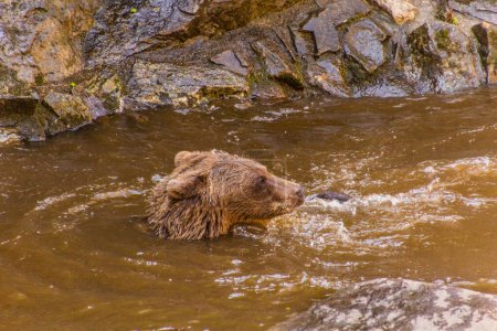 Photo for Bear in the moat of Cesky Krumlov castle, Czech Republic - Royalty Free Image