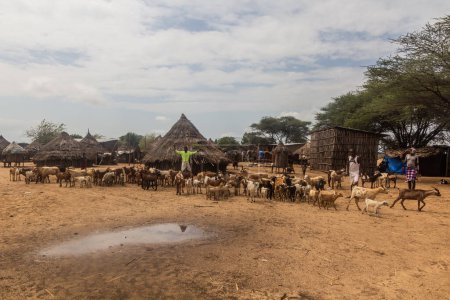 Photo for KORCHO, ETHIOPIA - FEBRUARY 4, 2020: Goats in Korcho village inhabited by Karo tribe, Ethiopia - Royalty Free Image