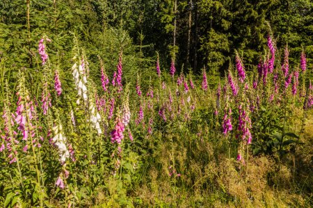 Photo for Foxglove (Digitalis purpurea) in a forest in the Czech Republic - Royalty Free Image